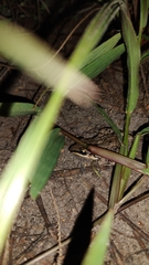 Leptodactylus fragilis