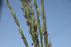 Digitaria setigera