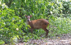 Cephalophorus natalensis natalensis