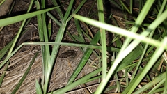 Leptodactylus fragilis