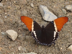 Siproeta epaphus epaphus