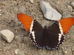 Siproeta epaphus epaphus