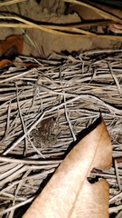 Leptodactylus fragilis