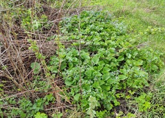 Brunnera sibirica