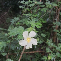 Pavonia dregei