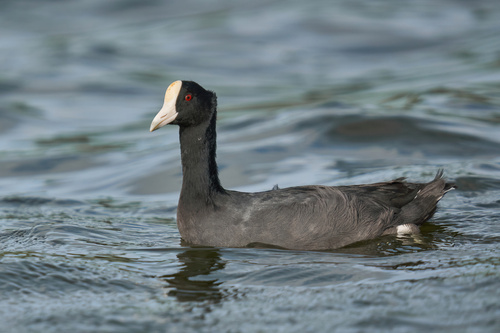 Hawaiian Coot