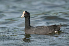 Fulica alai