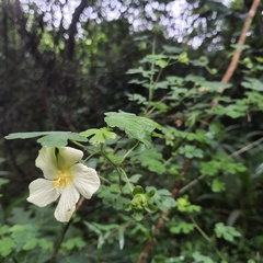 Pavonia dregei