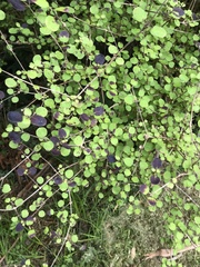 Coprosma rotundifolia