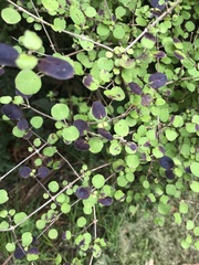 Coprosma rotundifolia