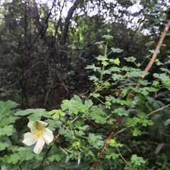 Pavonia dregei