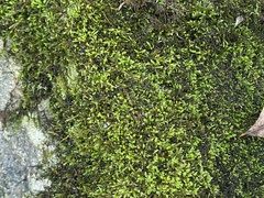 Pseudanomodon attenuatus