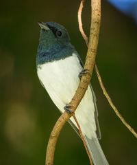 Myiagra rubecula yorki
