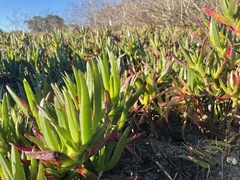Carpobrotus