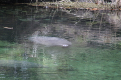 Trichechus manatus