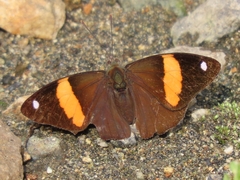 Diaethria pandama