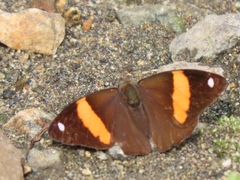 Diaethria pandama