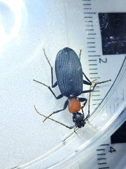 Galerita collaris