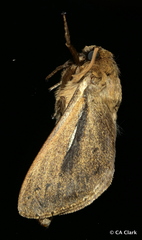 Wiseana umbraculata