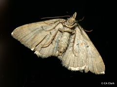 Wiseana umbraculata