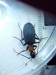 Galerita collaris