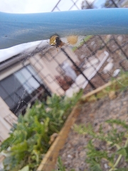 Araneus albotriangulus