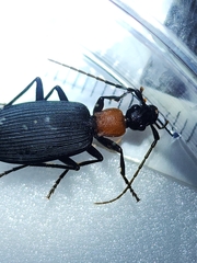Galerita collaris