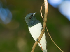 Myiagra rubecula yorki