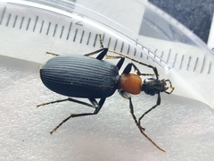 Galerita collaris
