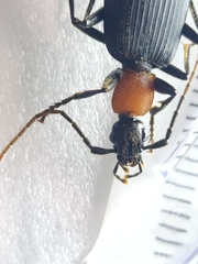 Galerita collaris