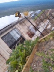 Araneus albotriangulus