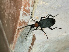 Galerita collaris