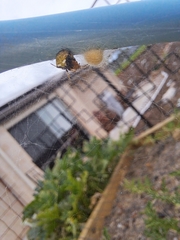 Araneus albotriangulus