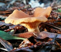 Lactarius rubidus