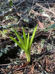 Toxicoscordion fremontii