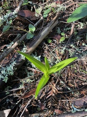Toxicoscordion fremontii
