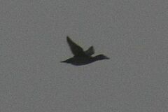 Melanitta perspicillata