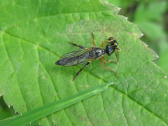 Dioctria rufipes