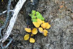 Angelica lucida