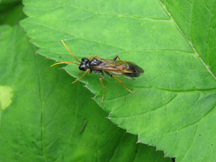 Tenthredo campestris