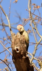 Melanerpes carolinus