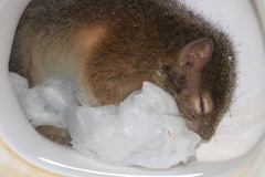 Paraxerus cepapi cepapi