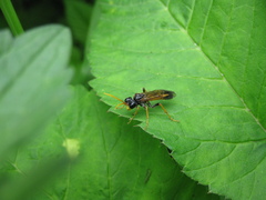 Tenthredo campestris