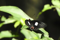 Parides anchises