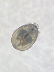 Chydorus