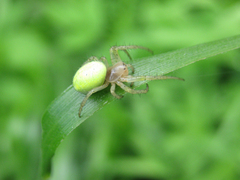 Araniella cucurbitina