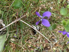 Viola cucullata