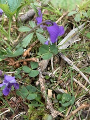 Viola cucullata