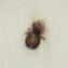 Docophoroides simplex