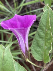 Ipomoea pellita